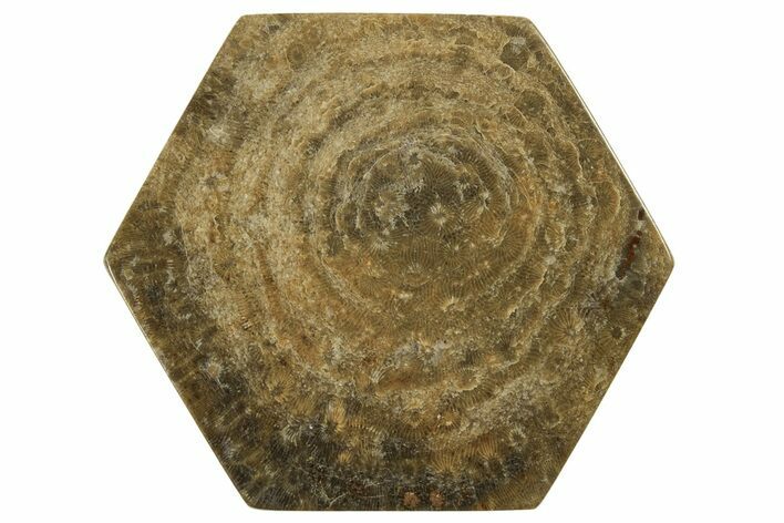 Polished Fossil Rugose Coral Slab - Morocco #259777
